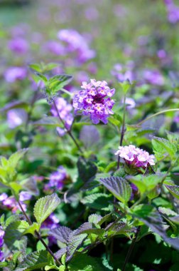 menekşe kır çiçekleri ve dağlık ülkede çiçek