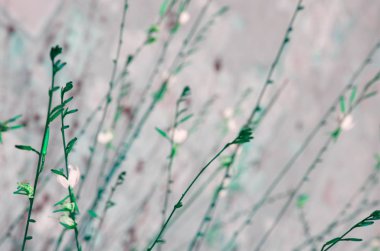 yaz rüzgarında esen çalılar