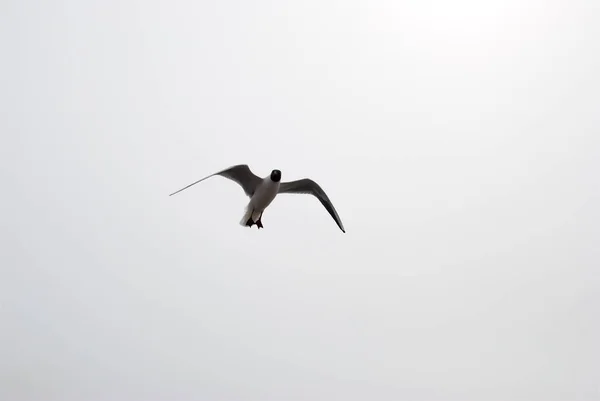 Lone Seagull Flies South — Stock Photo, Image