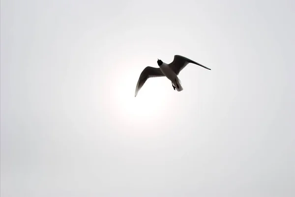 一羽のカモメが南に飛び立ち — ストック写真