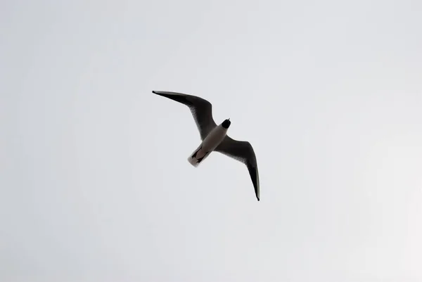 Lone Seagull Flies South — Stock Photo, Image