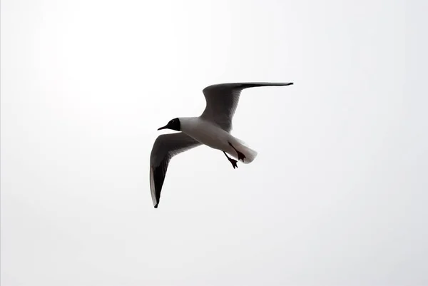 Lone Seagull Flies South — Stock Photo, Image