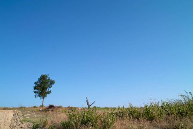Çayırlar, tarlalar ve ağaçlar - kaynaklarda tipik bir manzara (Fransa)