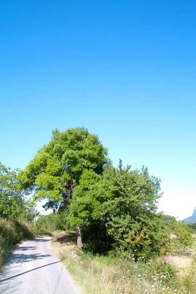 Prados Campos Árboles Paisaje Típico Provence Francia —  Fotos de Stock