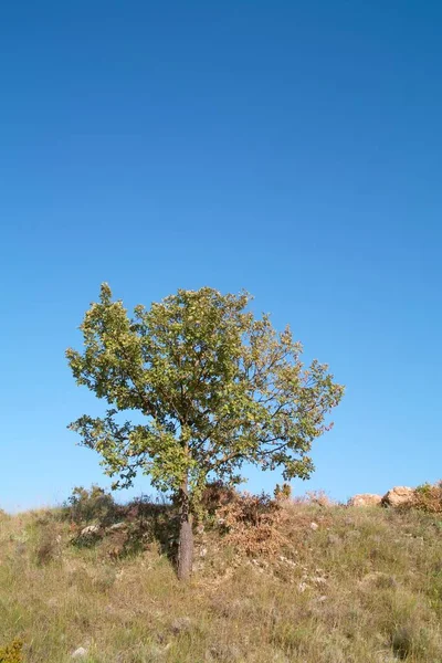 Prairies Champs Arbres Paysage Typique Provence France — Photo