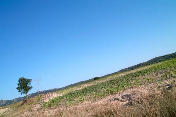 Ängar Fält Och Träd Ett Typiskt Provocerande Landskap Frankrike — Stockfoto