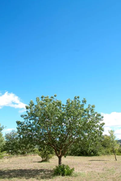 Prairies Champs Arbres Paysage Typique Provence France — Photo