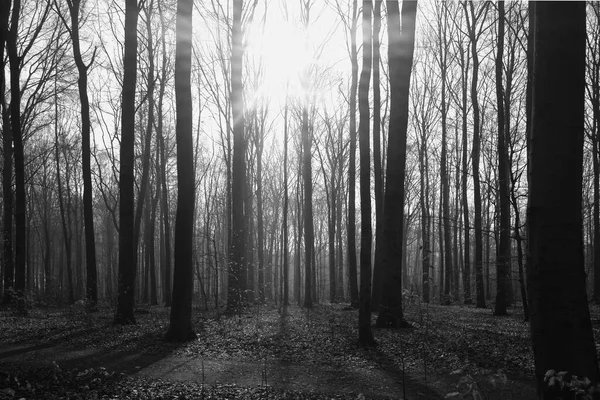 Τυπικό Δάσος Στη Γερμανία Μαύρο Δάσος — Φωτογραφία Αρχείου