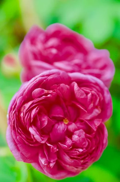 Vildblomma Äng Med Färgglada Blommor Ren — Stockfoto