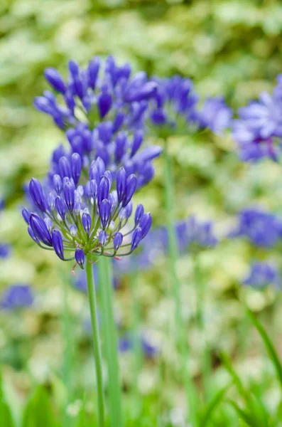 Wildflower Meadow Colorful Flowers Spring — Stock Photo, Image