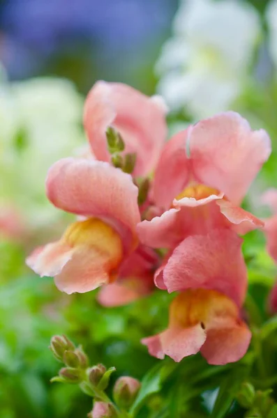Divoká Květinová Louka Barevnými Květy Jaře — Stock fotografie
