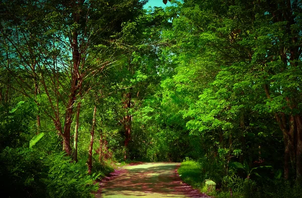 Kırsal kesimde çam ormanlar