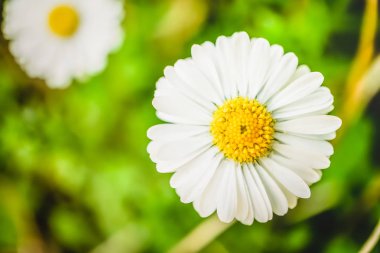 Güzel renkli çiçeklerin seçici odak noktası yaz bokeh arkaplanı. Klasik renk tarzı..