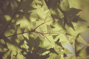 Güzel yeşil doğa yaprak çerçeve japan.vintage renk stil yaz bokeh arka plan ile seçici odak. 