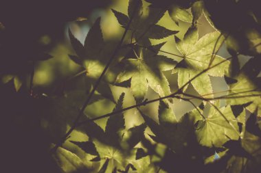 Güzel yeşil doğa yaprak çerçeve japan.vintage renk stil yaz bokeh arka plan ile seçici odak. 