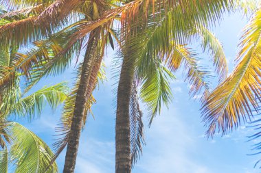 tropik avuç içi yaprak bokeh mavi gökyüzü ve güneş açık renkli ile.