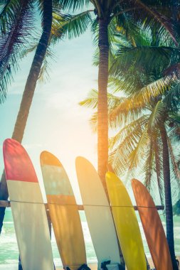 Yaz plajında hindistan cevizi ağaçlarının yanında sörf tahtaları var. Güneş ışığı ve mavi gökyüzü arka planı var..
