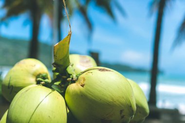 Yaz plajında hindistan cevizi ağaçlarının yanında sörf tahtaları var. Güneş ışığı ve mavi gökyüzü arka planı var..