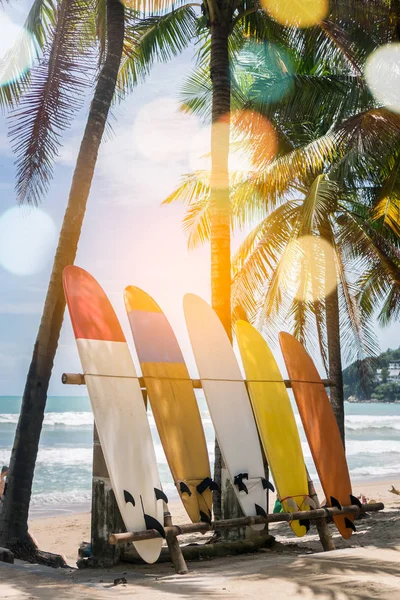 Muchas Tablas Surf Junto Cocoteros Playa Verano Con Luz Solar —  Fotos de Stock