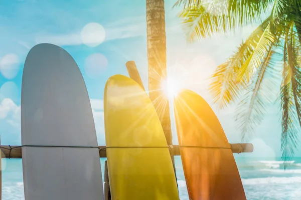 Many Surfboards Coconut Trees Summer Beach Sun Light Blue Sky — Stock Photo, Image