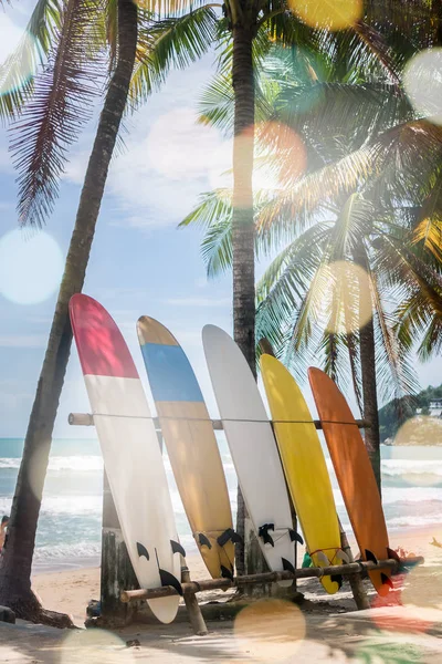 Muchas Tablas Surf Junto Cocoteros Playa Verano Con Luz Solar —  Fotos de Stock