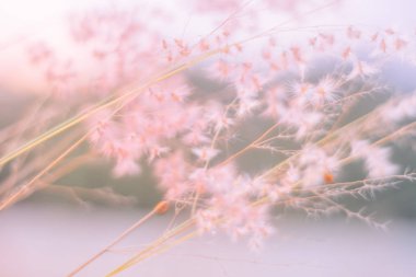 Güzel renkli çiçeklerin seçici odak noktası yaz bokeh arkaplanı. Klasik renk tarzı..