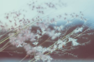 Güzel renkli çiçeklerin seçici odak noktası yaz bokeh arkaplanı. Klasik renk tarzı..