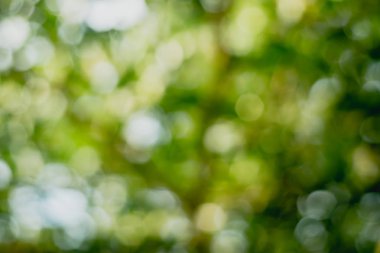 Yeşil doğa güneş ışığı renkli bokeh arka plan bulanıklık. Vintage pastel renk tonu stili.