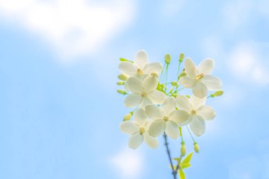 Güzel renkli çiçeklerin seçici odak noktası yaz bokeh arkaplanı. Klasik renk tarzı..