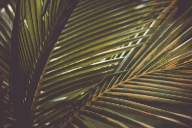 tropikal palmiye yaprağı ile bokeh mavi gökyüzü ve güneş açık renkli.