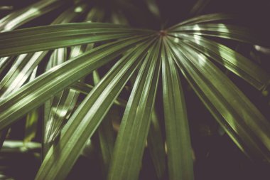 Tropikal yaz yeşil yaprak arka plan bulanıklık kapalı. Vintage koyu tonu renk stil doku.