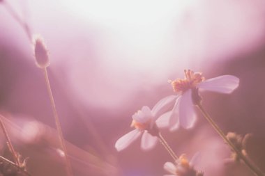 Güzel renkli çiçeklerin seçici odak noktası yaz bokeh arkaplanı. Klasik renk tarzı..