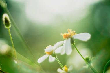 Güzel renkli çiçeklerin seçici odak noktası yaz bokeh arkaplanı. Klasik renk tarzı..