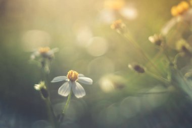 Güzel renkli çiçeklerin seçici odak noktası yaz bokeh arkaplanı. Klasik renk tarzı..