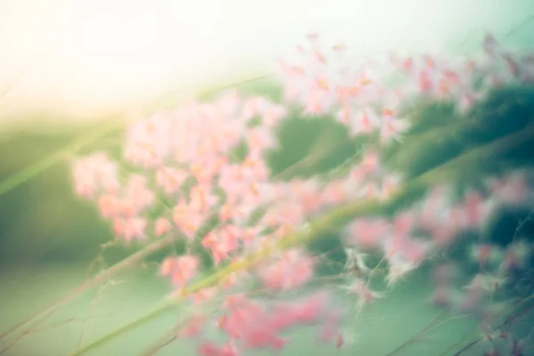 Selektive Fokus Der Schönen Bunten Blumen Mit Sommer Bokeh Background — Stockfoto