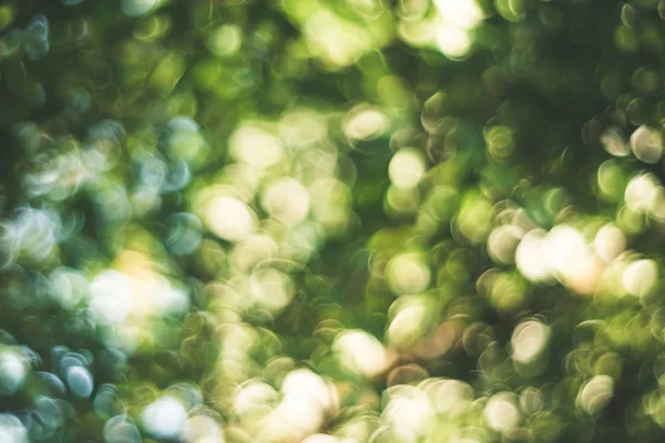 Yeşil doğa güneş ışığı renkli bokeh arka plan bulanıklık. Vintage pastel renk tonu stili.