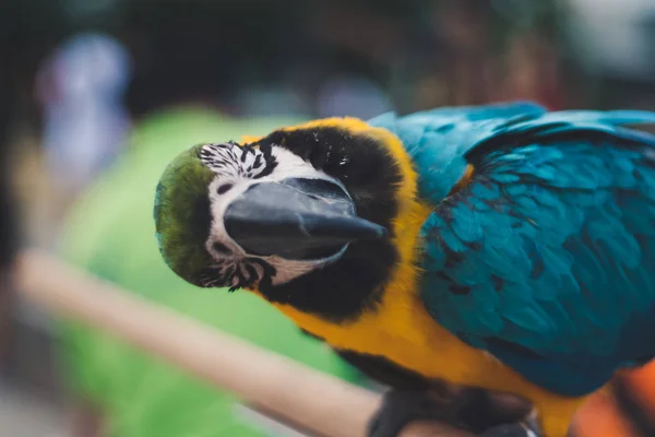 Closed Colorful Parrot Park Feeding People Background — Stock Photo, Image