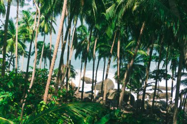 tropikal palmiye yaprağı ile bokeh mavi gökyüzü ve güneş açık renkli.