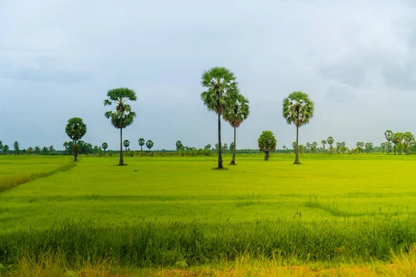 绿黄自然稻田阳光与棕榈树蓝天背景 — 图库照片