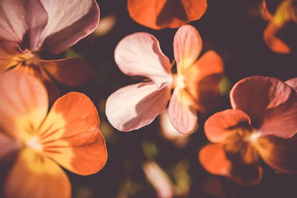 Güzel renkli çiçeklerin seçici odak noktası yaz bokeh arkaplanı. Klasik renk tarzı..