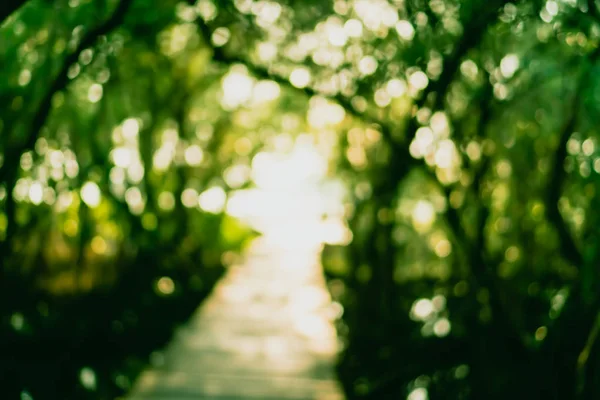 Blur Natureza Bokeh Verde Com Pequena Ponte Fundo Floresta Mangue — Fotografia de Stock