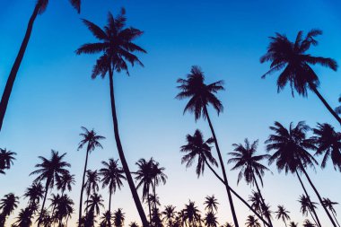 Siluet Hindistan cevizi hurma ağaçları ile günbatımı ve flare gökyüzü arka plan.