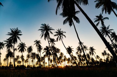 Siluet Hindistan cevizi hurma ağaçları ile günbatımı ve flare gökyüzü arka plan.