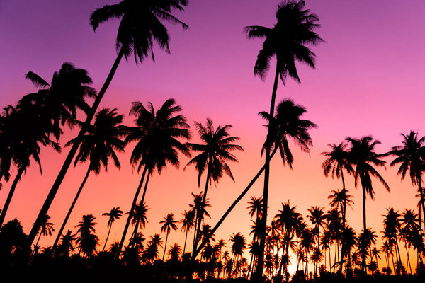 Силуэт кокосовые пальмы с закатом и вспышки неба фоне
.
