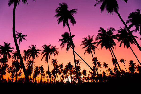 Silhouette coconut palm trees with sunset and flare sky background.