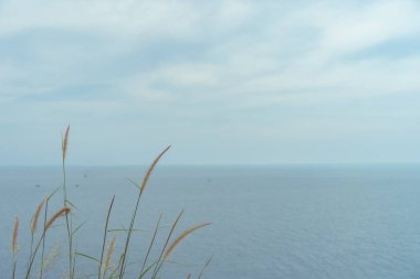 Çim ve plaj güneş ışık ve mavi gökyüzü arka plan ile adada.