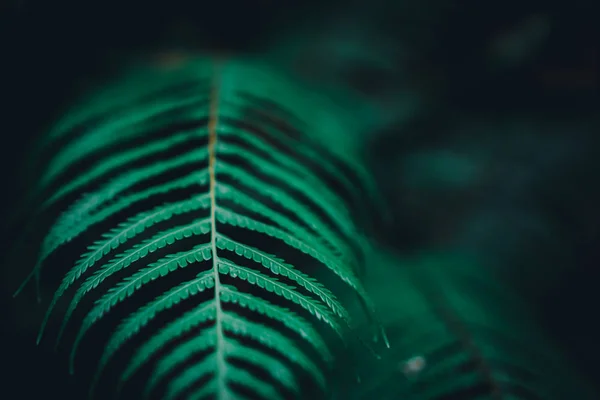 Foco Seletivo Fechado Tropical Verão Verde Folha Fundo Com Luz — Fotografia de Stock