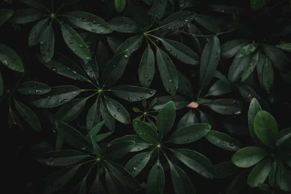 Вибірковий Фокус Закритий Тропічний Літній Зелений Фон Сонячним Світлом — стокове фото