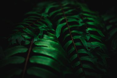 Seçici odak, güneş ışığıyla tropikal yaz yeşil yaprak arka planını kapattı.