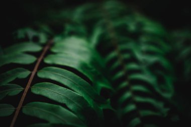 Seçici odak, güneş ışığıyla tropikal yaz yeşil yaprak arka planını kapattı.